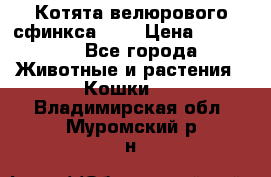 Котята велюрового сфинкса. .. › Цена ­ 15 000 - Все города Животные и растения » Кошки   . Владимирская обл.,Муромский р-н